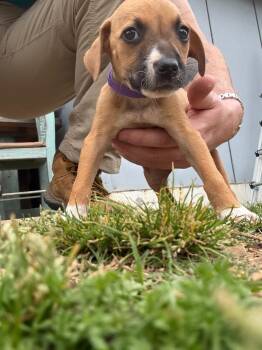 Pit Bull Terrier Dogs Available for Adoption in Little Rock, Arkansas - Ginger | PetCurious