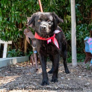 Alma -  Flat Coated Retriever and Spaniel Dog for Adoption in Wake Forest, North Carolina - Alma | PetCurious
