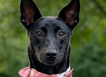 YoYo -  Mixed Breed Dog for Adoption in City Of Industry, California - YoYo | PetCurious