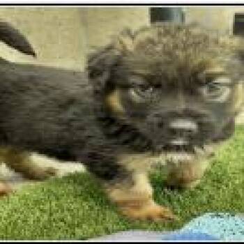 German Shepherd Dog Dogs Available for Adoption in Northbrook, Illinois - Pancake | PetCurious