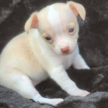 Chihuahua Dogs Available for Adoption - Tillie | PetCurious