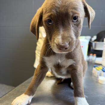 Labrador Retriever and Hound Dogs Available for Adoption in Tuscaloosa, Alabama - TUSC-Stray-84256_2_3 | PetCurious