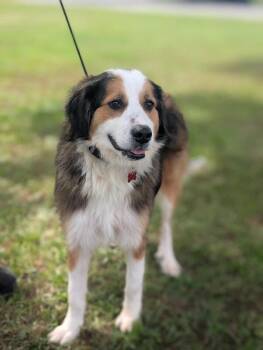 Great Pyrenees and Bernese Mountain Dog Dogs Available for Adoption in Aiken, South Carolina - Reba | PetCurious