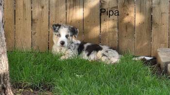 Pippa -  Australian Shepherd Dog for Adoption in Littleton, Colorado - Pippa | PetCurious