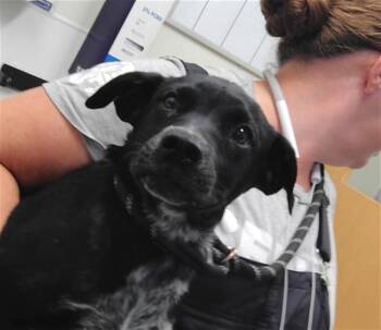 LARRY -  German Wirehaired Pointer and Mixed Breed Dog for Adoption in Albuquerque, New Mexico - LARRY | PetCurious