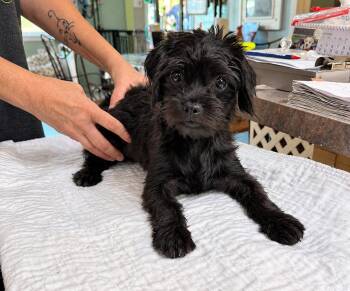 Babushka (NOT YET AVAILABLE) -  Pug and Poodle Dog for Adoption in Benton, Louisiana - Babushka (NOT YET AVAILABLE) | PetCurious