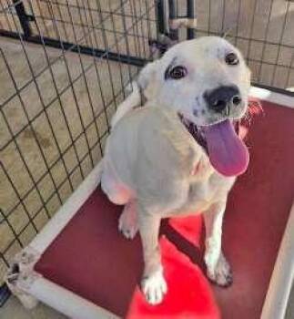 Taylor -  Labrador Retriever Dog for Adoption in Sudbury, Massachusetts - Taylor | PetCurious