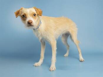 Cairn Terrier Dogs Available for Adoption in Phoenix, Arizona - BRIDGET | PetCurious