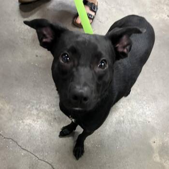 Kilo -  Black Labrador Retriever and Mixed Breed Dog for Adoption in Tampa, Florida - Kilo | PetCurious