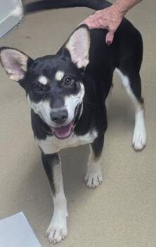 sissy -  Husky Dog for Adoption in Waverly, Tennessee - Sissy | PetCurious