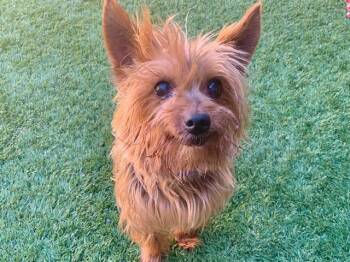 ALPIN -  Yorkshire Terrier and Mixed Breed Dog for Adoption in Moreno Valley, California - ALPIN | PetCurious