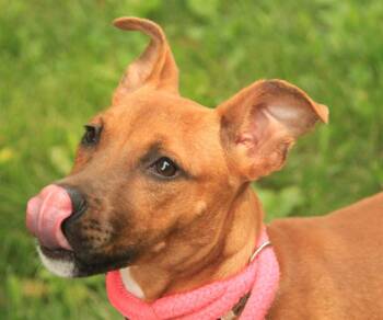 Maple -  Catahoula Leopard Dog and Boxer Dog for Adoption - Maple | PetCurious