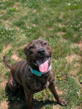 Strawberry Lemonade -  Terrier Dog for Adoption in Chambersburg, Pennsylvania - Strawberry Lemonade | PetCurious