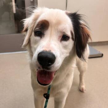 Australian Shepherd and Mixed Breed Dogs Available for Adoption in Lynchburg, Virginia - Pax | PetCurious