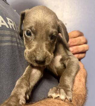 Freya -  Great Dane Dog for Adoption in Maryville, Tennessee - Freya | PetCurious