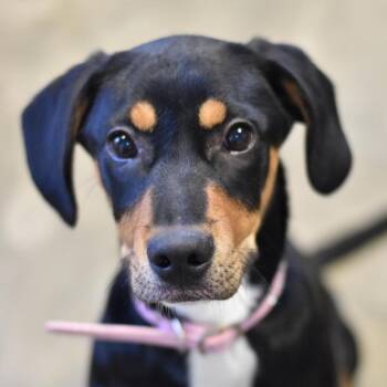 Teeter -  Hound and Mixed Breed Dog for Adoption in Ottawa, Kansas - Teeter | PetCurious