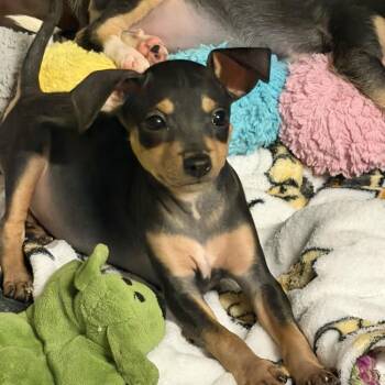 Ford -  Rat Terrier Dog for Adoption in Alafaya, Florida - Ford | PetCurious