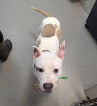 Staffordshire Bull Terrier Dogs Available for Adoption in La Porte, Indiana - Grogu | PetCurious