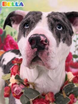 Mixed Breed Dogs Available for Adoption - Bella | PetCurious