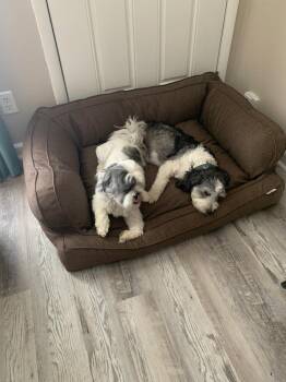 Little Jake -  Shih Tzu and Maltese Dog for Adoption in Aurora, Indiana - Little Jake | PetCurious