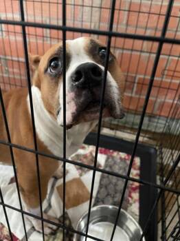 Perdie (rocky) -  Pit Bull Terrier and Mixed Breed Dog for Adoption in Brownwood, Texas - Perdie (rocky) | PetCurious