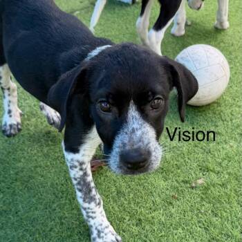 Vision -  Labrador Retriever and German Shorthaired Pointer Dog for Adoption in Lakewood Ranch, Florida - Vision | PetCurious
