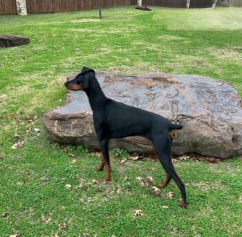Rescue Doberman Pinscher Dogs for Adoption in Benbrook, Texas - Stassi | PetCurious