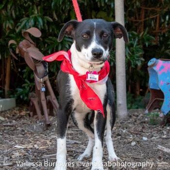 Ricola -  Feist Dog for Adoption in Wake Forest, North Carolina - Ricola | PetCurious