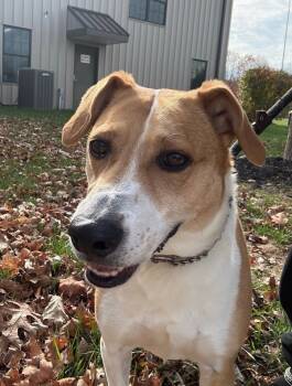 Rescue Beagle Dogs for Adoption in Montgomery, New Jersey - Tiffany Rose | PetCurious