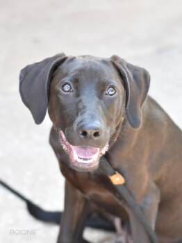 Rescue Black Labrador Retriever Dogs for Adoption in Conroe, Texas - Bruno (aka Boone) | PetCurious