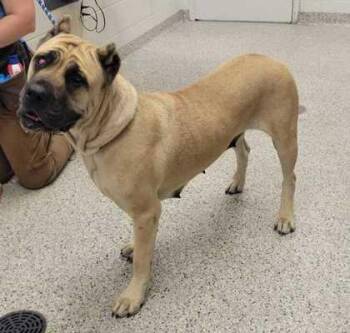 Coco Chanel -  Cane Corso and Mixed Breed Dog for Adoption in Kansas City, Missouri - Coco Chanel | PetCurious