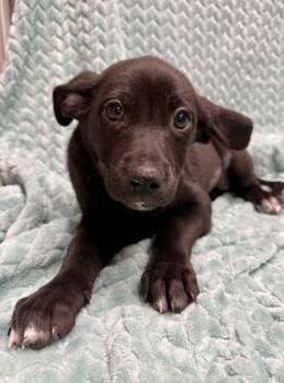 Wisteria -  Labrador Retriever and Mixed Breed Dog for Adoption in Picayune, Mississippi - Wisteria | PetCurious
