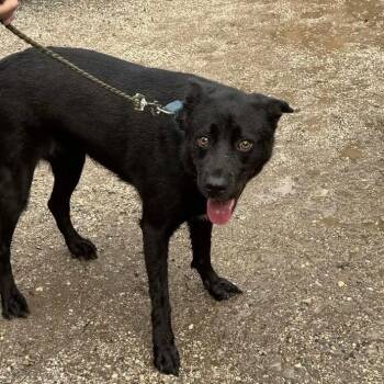 British Taxi -  Labrador Retriever and Border Collie Dog for Adoption in Austin, Texas - British Taxi | PetCurious