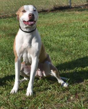 Rescue Mixed Breed Dogs for Adoption in Kingsland, Georgia - Layla | PetCurious