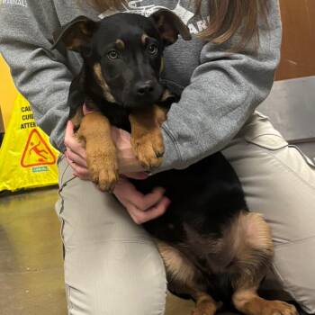 Shepherd and Mixed Breed Dogs Available for Adoption - Jethro | PetCurious