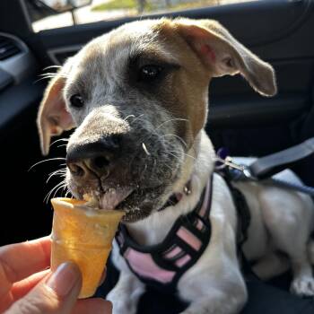 Rescue Australian Cattle Dog Blue Heeler and Great Pyrenees Dogs for Adoption in Dallas, Texas - Diana | PetCurious