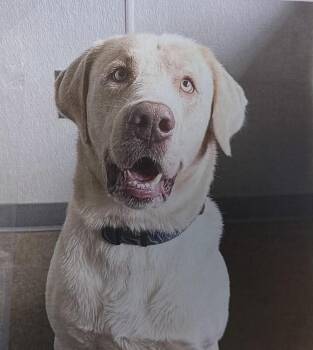 Calhoun -  Labrador Retriever Dog for Adoption in Fort Madison, Iowa - Calhoun | PetCurious