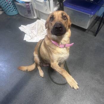 Freya -  Hound Dog for Adoption in Oswego, Illinois - Freya | PetCurious