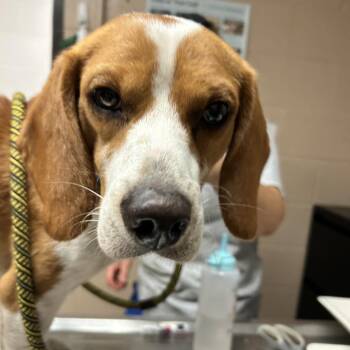 Copper -  Beagle Dog for Adoption in Newport, North Carolina - Copper | PetCurious