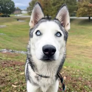 Rescue Mixed Breed Dogs for Adoption in Nashville, Tennessee - Perilla | PetCurious