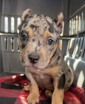 Baby Harley -  Pit Bull Terrier Dog for Adoption in Washington, District Of Columbia - Baby Harley | PetCurious
