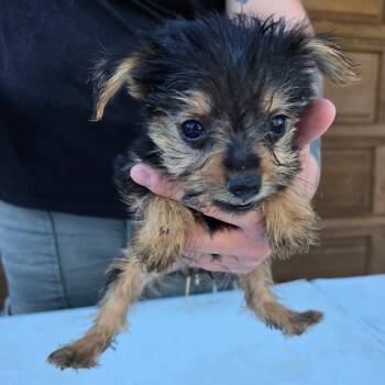 Boo -  Pomeranian and Mixed Breed Dog for Adoption in Klamath Falls, Oregon - Boo | PetCurious