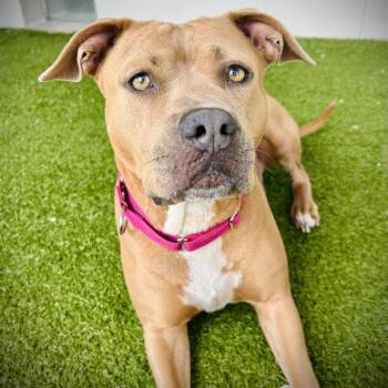 Pit Bull Terrier and Mixed Breed Dogs Available for Adoption - Lainey | PetCurious