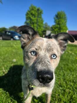 Australian Cattle Dog Blue Heeler Dogs Available for Adoption in Springfield, Illinois - Luna | PetCurious