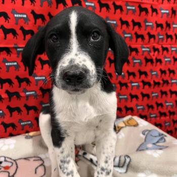 Lee -  Pit Bull Terrier and Mixed Breed Dog for Adoption in Washburn, Missouri - Lee | PetCurious