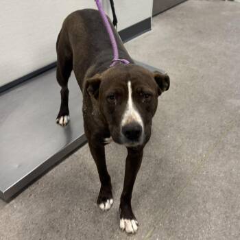 Como Tu -  Mixed Breed Dog for Adoption in Las Cruces, New Mexico - Como Tu | PetCurious