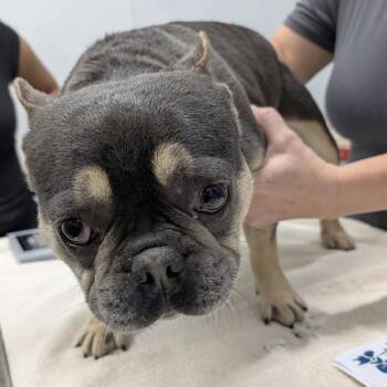 French Bulldog Dogs Available for Adoption - BUSTER | PetCurious