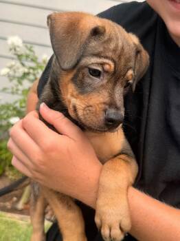 Chewbacca ( Chewy) -  German Shepherd Dog and Mixed Breed Dog for Adoption in Los Angeles, California - Chewbacca ( Chewy) | PetCurious