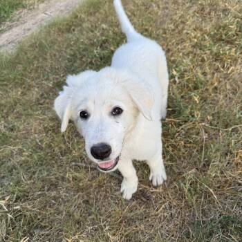 Snow White -  Great Pyrenees Dog for Adoption in Boerne, Texas - Snow White | PetCurious