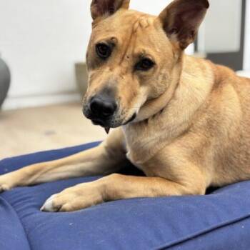 Carolina Dog Dogs Available for Adoption - TIFFANY | PetCurious
